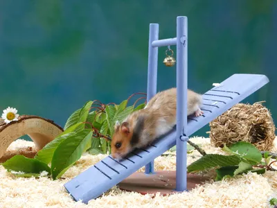 Hamsters seem to have a more optimistic outlook when they have access to creature comforts. 