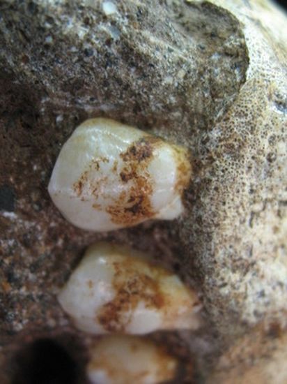 The dental plaque on Australopithecus sediba teeth reveals the species ate wood or bark.