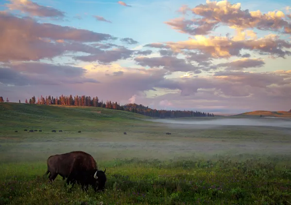 Buffalo grazing in the meadows thumbnail
