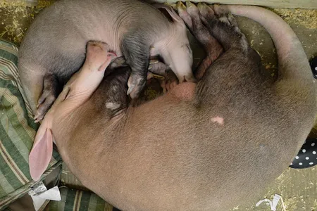Ali the Aardvark gets cozy as baby Winsol nurses at the Cincinnati Zoo. Ali is one of hundreds of animals whose milk samples are sent to the Smithsonian National Zoo’s milk repository for scientific research. 