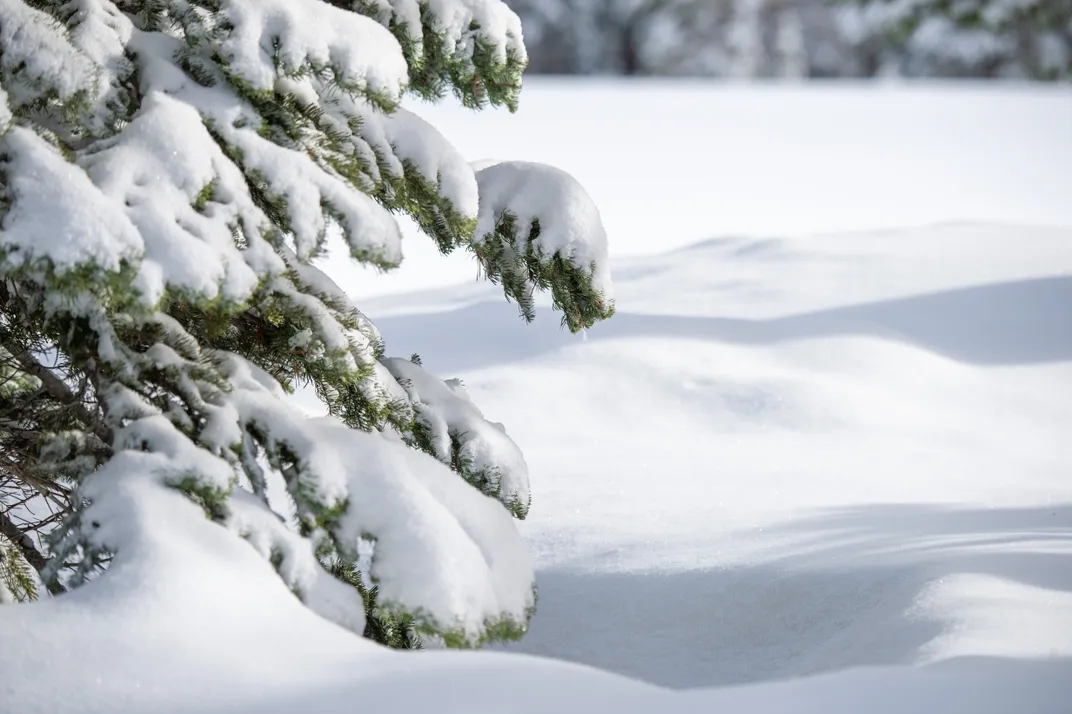 Snow on the ground and on evergreen tree