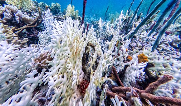 Colorless corals
