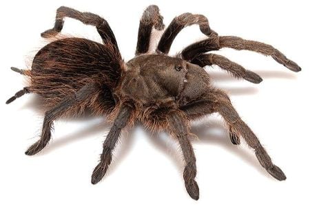 Researchers identified that ancestral tarantulas arrived in the Americas 120 million years ago during the Cretaceous period.