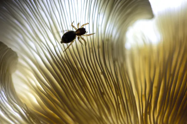 The Jumping Hunter thumbnail