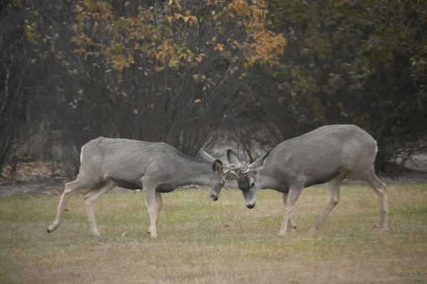 Fighting bucks thumbnail