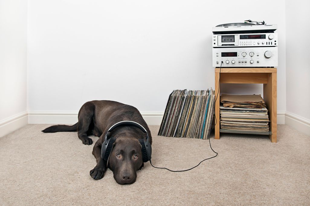 12_17_2014_vinyl.jpg
