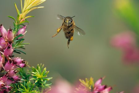 Bees are not so picky when they stop for a snack.