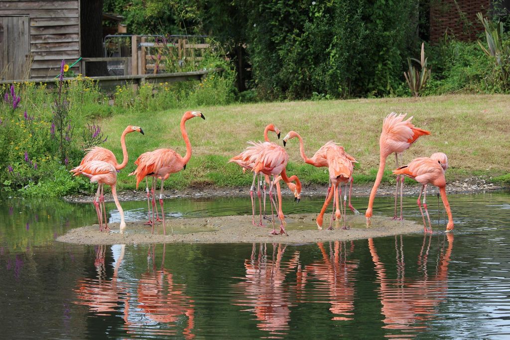 Flamingos