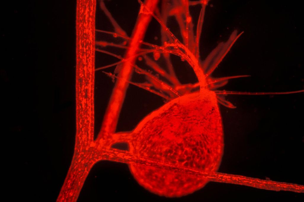 Humped Bladderwort