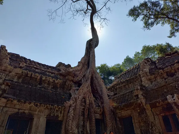 Ta Prohm Temple thumbnail