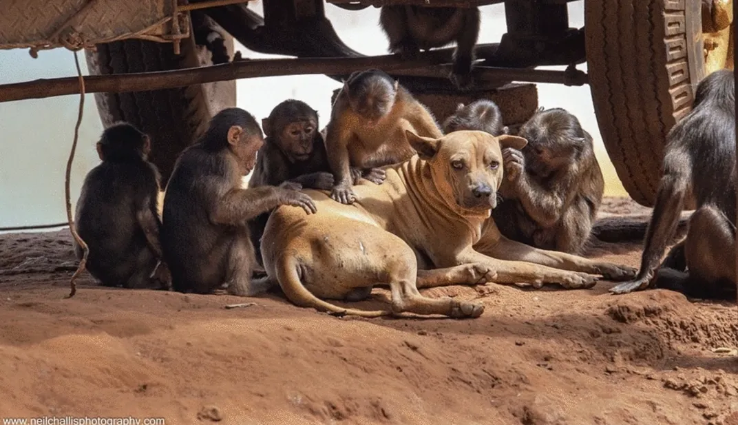 beneath a vehicle, a group of six dark-colored monkeys grooms a brown dog that's lying down