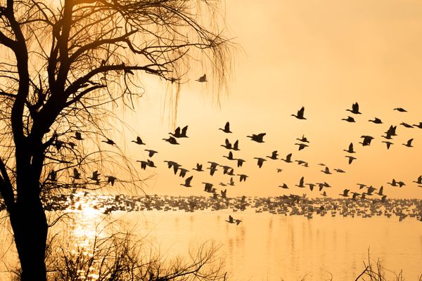 Snow geese at sunrise thumbnail