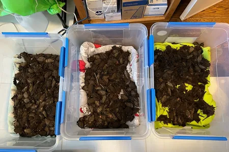 The bats were kept inside when temperatures dropped below freezing but were released back to their homes in late December.