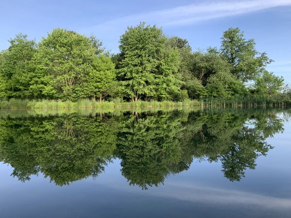 Summer trees reflected in crystal clear pond thumbnail
