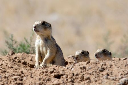 Animals like prairie dogs can play host to plague-infected fleas.