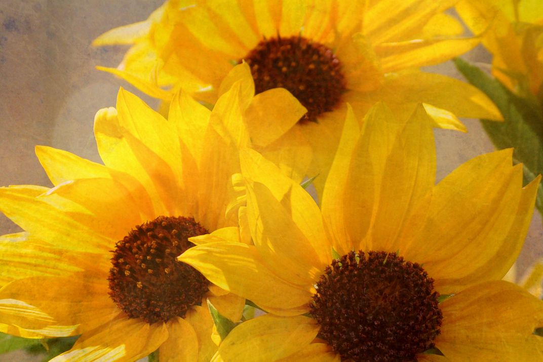 Wild Sunflowers found in an empty lot behind a post office