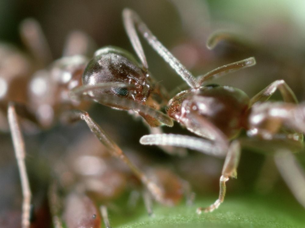 Argentine ants