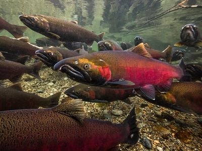Coho salmon, here in full vivid spawning colors, are one of many species of wild Pacific salmon in danger of extinction.
