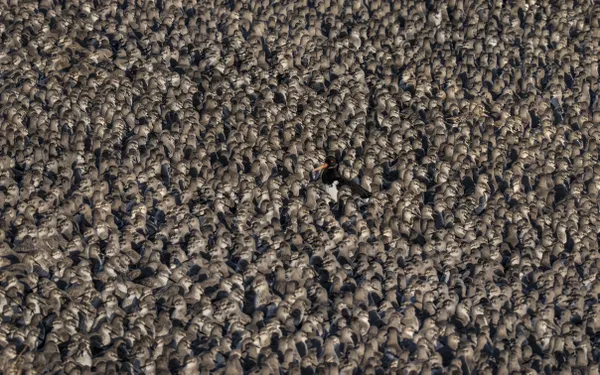 The one who stood out thumbnail