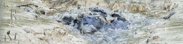 Crocodylus raninus in the mud thumbnail