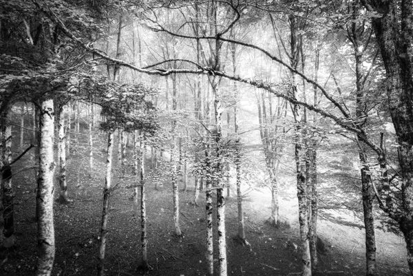 Morning among the beech trees in B&W thumbnail