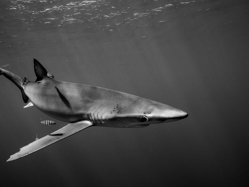 Blue Shark & Pilot Fish | Smithsonian Photo Contest ...
