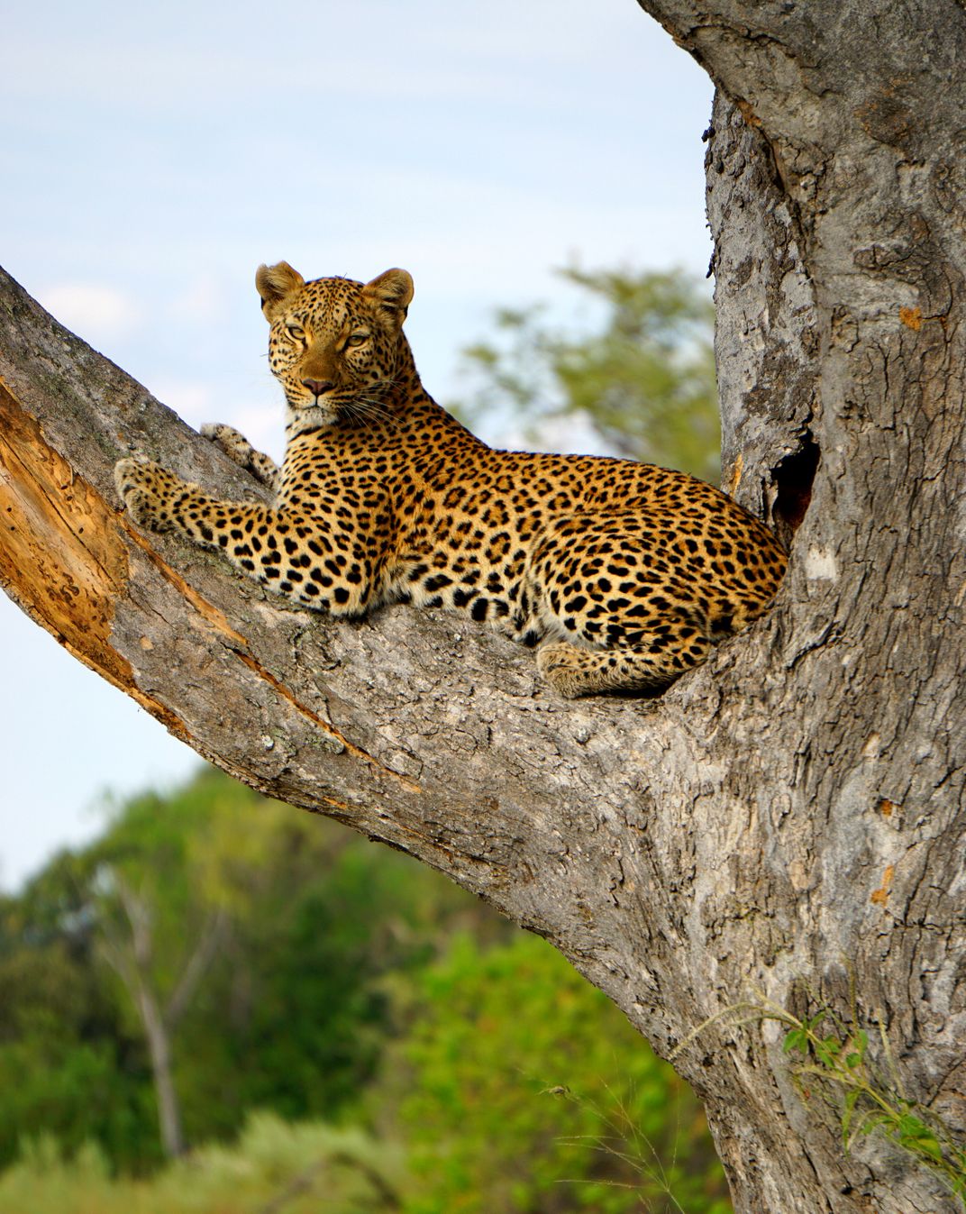 Leopard Staredown | Smithsonian Photo Contest | Smithsonian Magazine