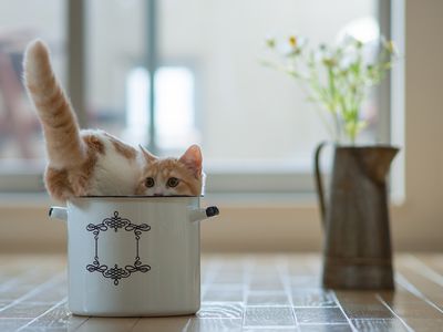 Cats are known for their ability to squeeze into tight spaces.