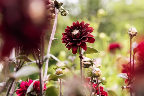 Crowned in Crimson thumbnail