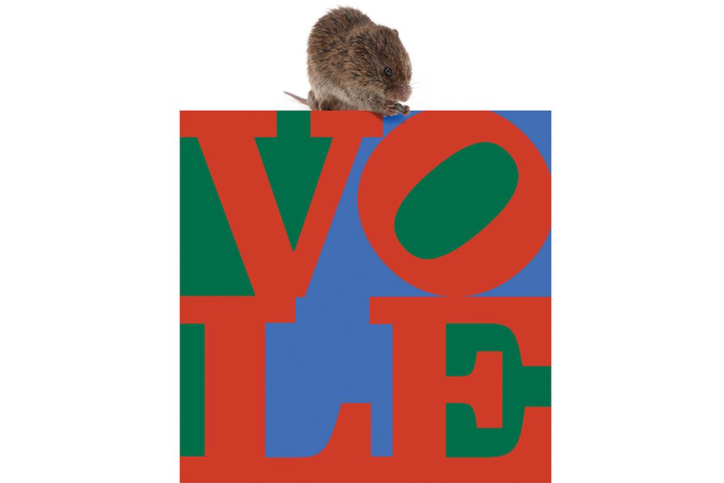01-Voles-praire.jpg