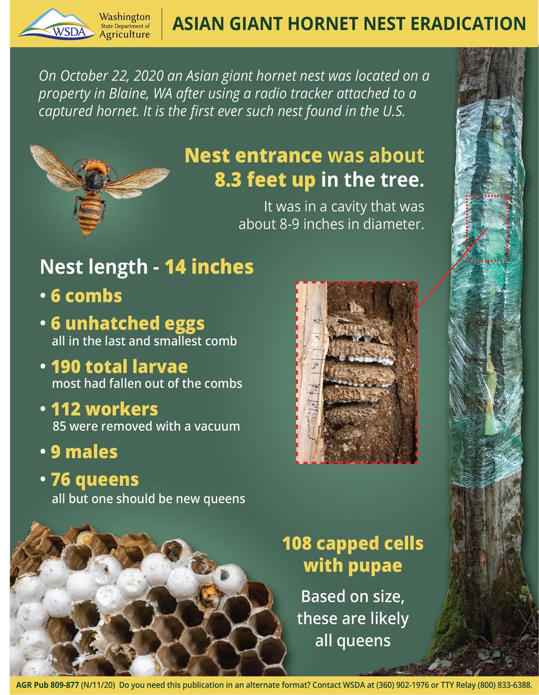 Fact sheet asian giant hornet nest