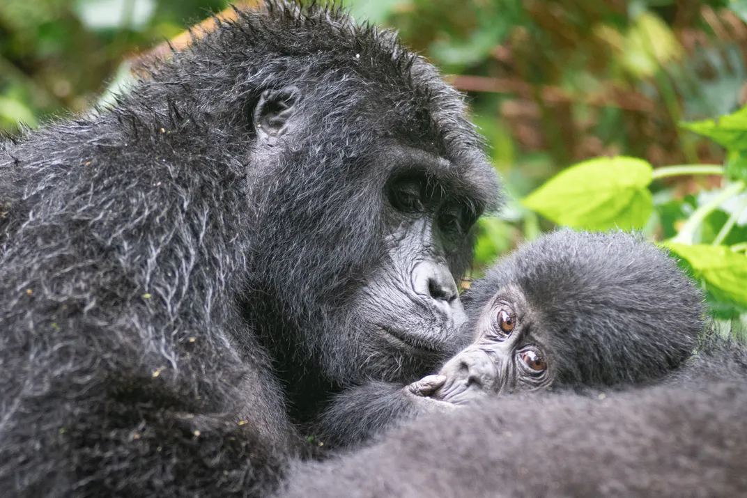 5 - Love isn’t just for humans. A mama gorilla snuggles with her baby and seemingly plants a kiss.