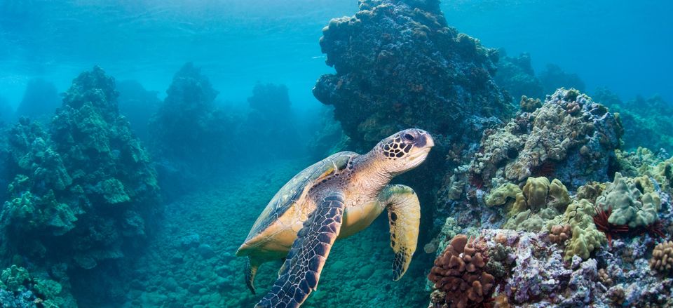  Green Sea Turtle 