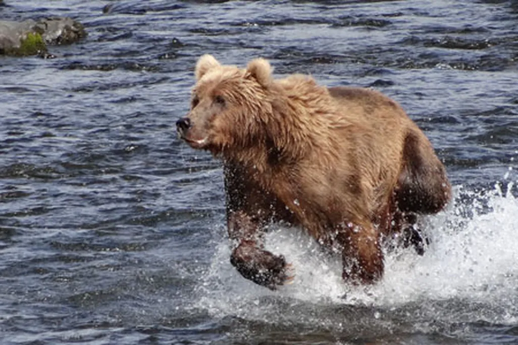 Kodiak bear