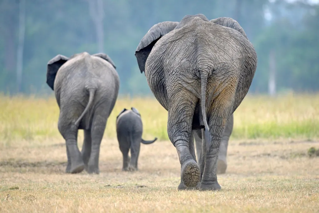 Elephants