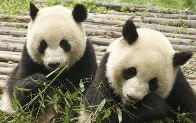 Pandas munch on bamboo for most of the day.
