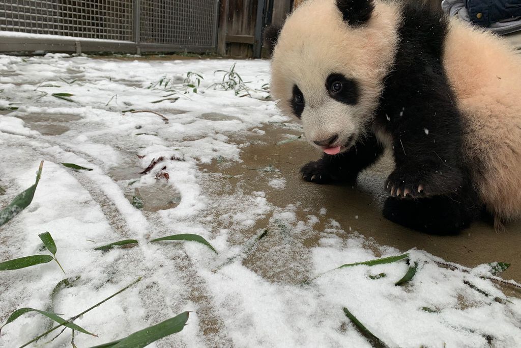 Giant panda cub experiences first snow