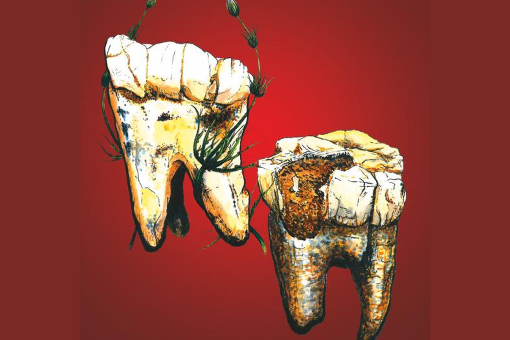 teeth illustration