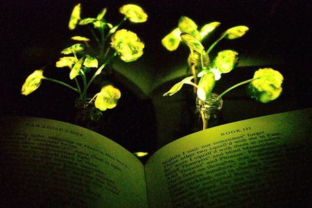 Scientists bioengineer living plants to emit light.