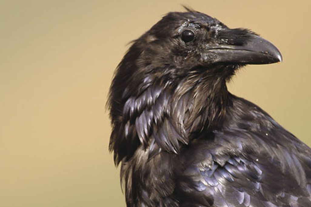 raven