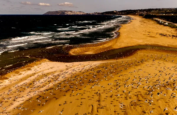 Seagulls, the emblematic birds of Turkiye’s Sinop thumbnail