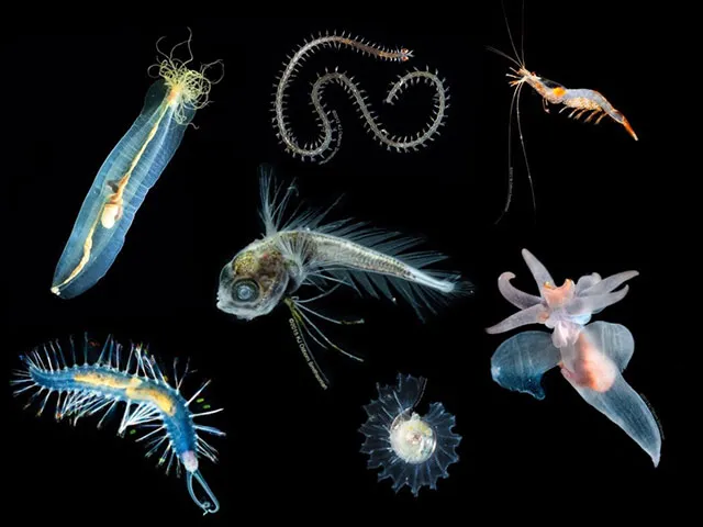 Composite photo of seven different colorful and partially transparent deep-sea animals on black background