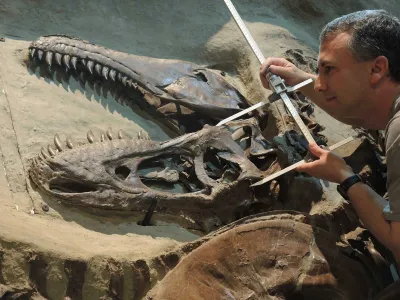 Paleontologist François Therrien measures the jaws of a Gorgosaurus.