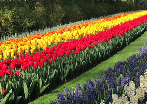 Keukenhof Gardens