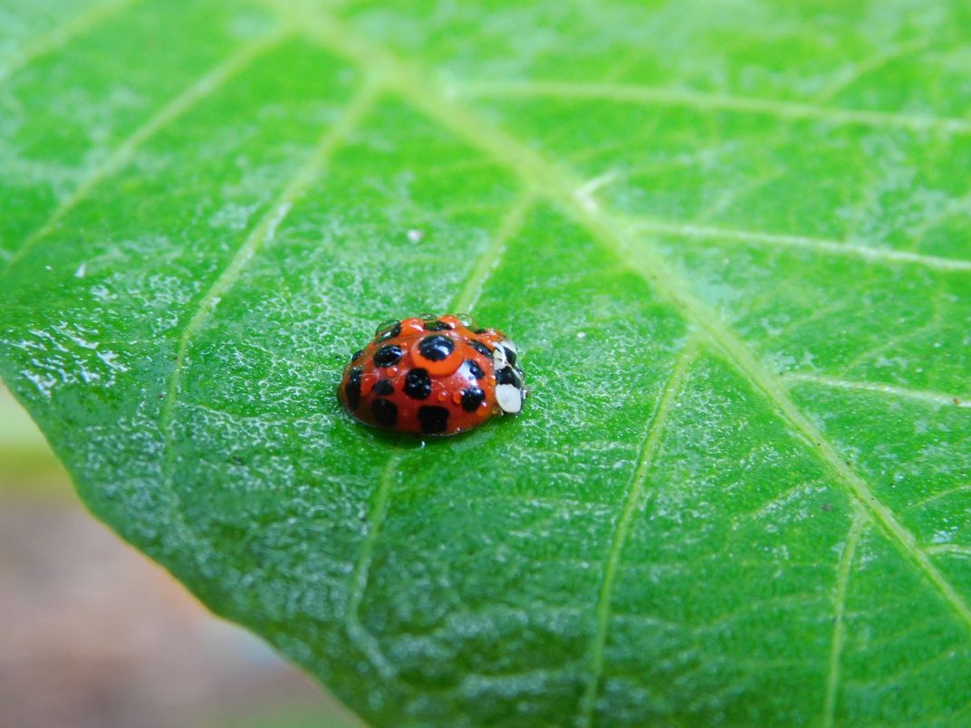 A ladybug with morning dew magnifying the design of the shell ...