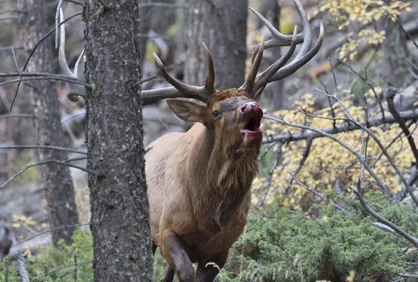 Bull elk after a fight. thumbnail