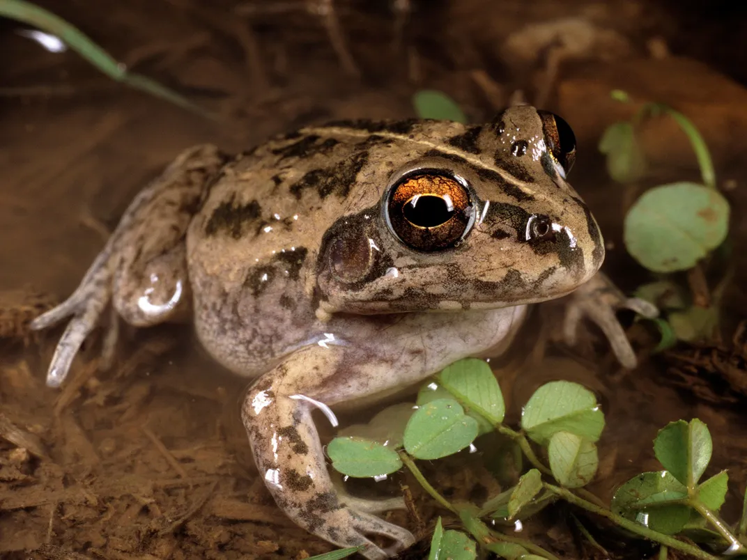 Rough Frog in Australia