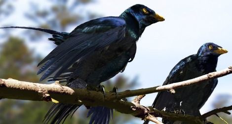 Microraptor, covered in iridescent plumage