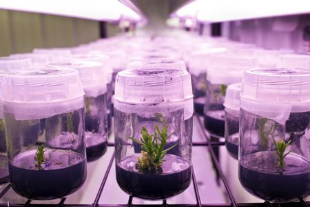 Baby tree saplings, cloned from giant redwoods in California, chill out in the Archangel Ancient Tree Archive's propagation area.