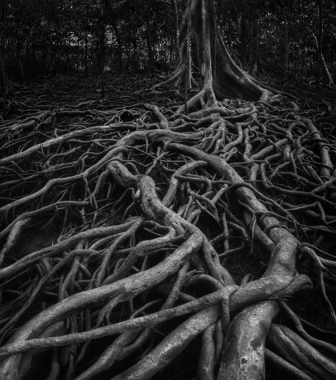 a close up, vertical, black and white view of tangled mangrove roots